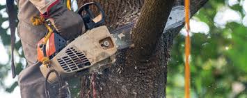 Springs, NY Tree Care Services Company